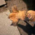 WhatsApp Image 2026-01-08 at 8.35.26 AM